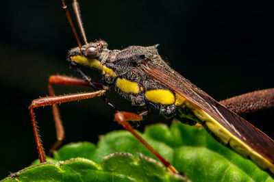 Close-up of insect on green leaf