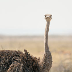 Portrait of ostrich