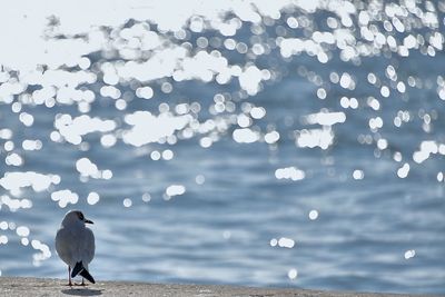 Close-up of bird perching on water