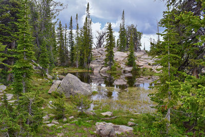 Pine trees in forest against sky