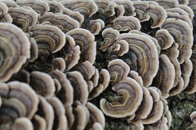 oyster mushroom