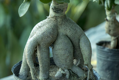 Close-up of statue against trees