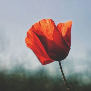 Close-up of red flower against sky