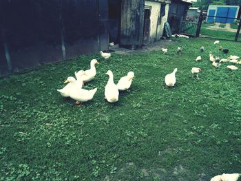 View of birds on grass