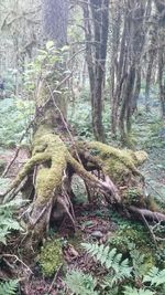 Tree trunk in forest