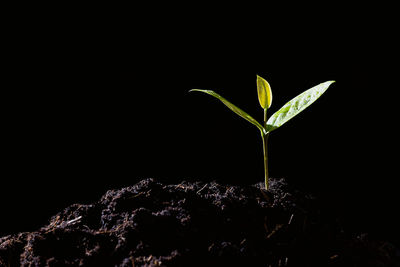 Close-up of plant against black background