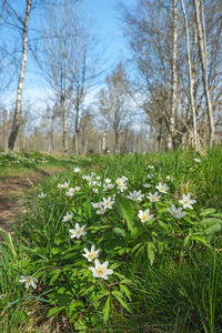 White flowering plants on field