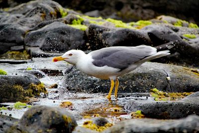 Close-up of bird perching