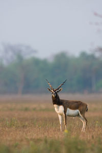 Deer standing on field