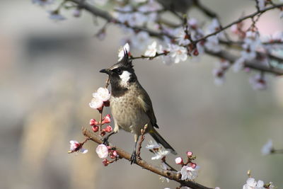 Bird perching on cherry blossom tree