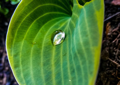 Close-up of water drop on leaf