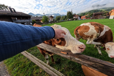 Human hand stroking brown cow in front of bavarian village