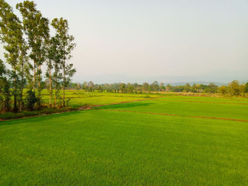 Scenic view of field against clear sky