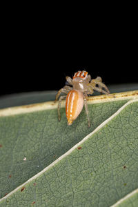 Close-up of spider on web