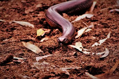 Black snake approaching 