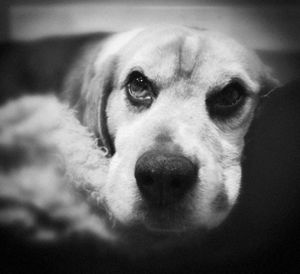 Close-up portrait of dog sticking out tongue