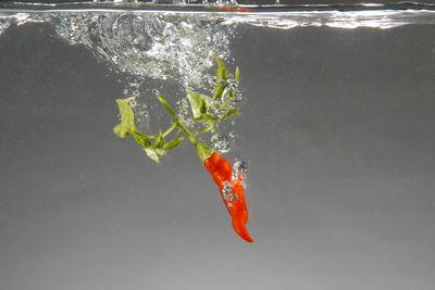 Close-up of fish swimming in sea