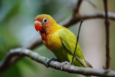 Close-up of a bird perching on branch