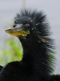 Close-up of a bird