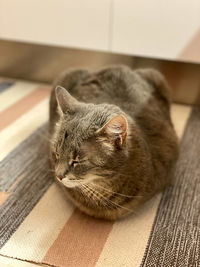 High angle view of cat resting