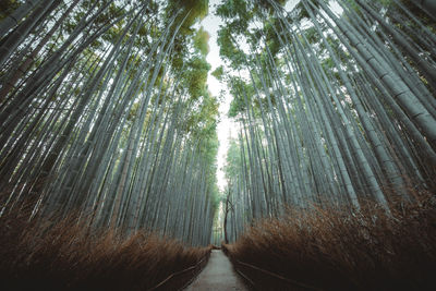 View of bamboo trees in forest