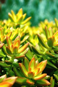 Close-up of yellow flower