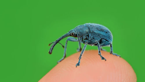 Close-up of insect on hand