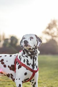 Close-up portrait of dog