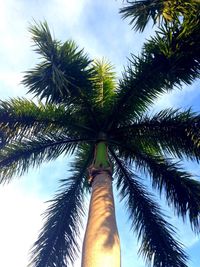 Low angle view of palm tree