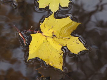 Close-up of yellow leaves