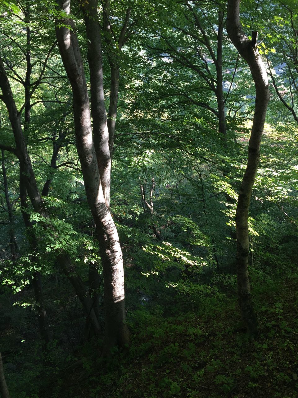 tree, tree trunk, forest, tranquility, growth, tranquil scene, green color, nature, branch, woodland, beauty in nature, scenics, animal themes, grass, non-urban scene, landscape, one animal, day, outdoors, no people