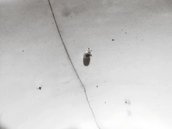 High angle view of fly on floor