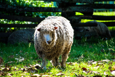 Close-up of sheep standing on field