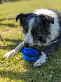 Portrait of dog with bowl on field