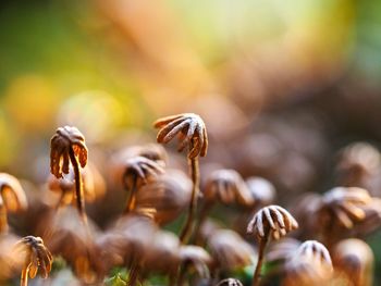 Close-up of plants on land