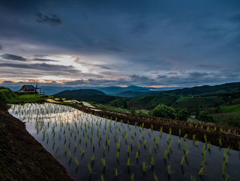 View of rice terraces at thailand