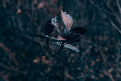 Close-up of wilted plant