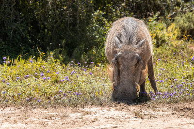 View of an animal on field