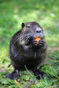 Baby nutria eating a piece of carrot