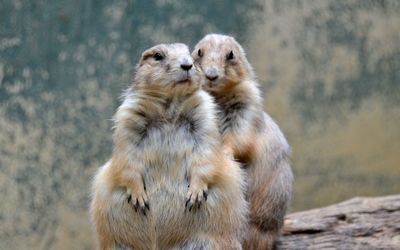 Prairie dogs