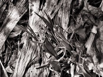 High angle view of dry leaves on wood