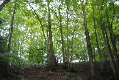 Low angle view of trees in forest