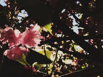 Close-up of pink flowers blooming on tree