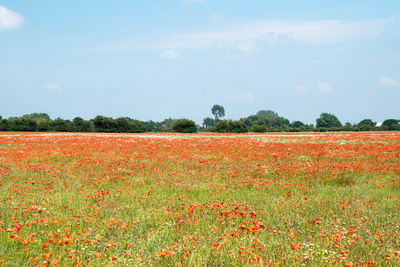 Scenic view of flowering field against sky