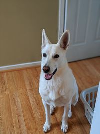 Portrait of dog sitting on hardwood floor