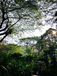 Low angle view of trees against sky