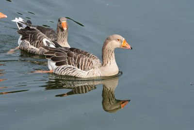 Goose swimming in lake