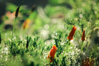 Close-up of flowering plants on field