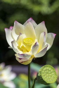 Close-up of lotus water lily