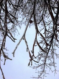 Low angle view of bare trees